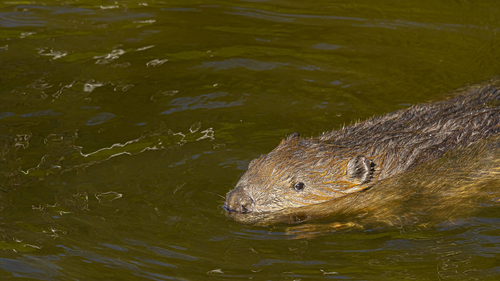 castor nageant dans la Houille